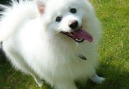 狐狸狗,忠诚与狡黠的交织
